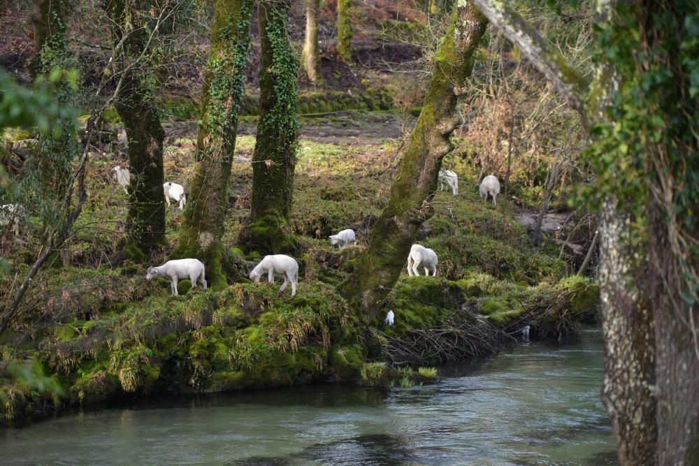 Escasas capturas en el arranque de la temporada de pesca en Pontevedra