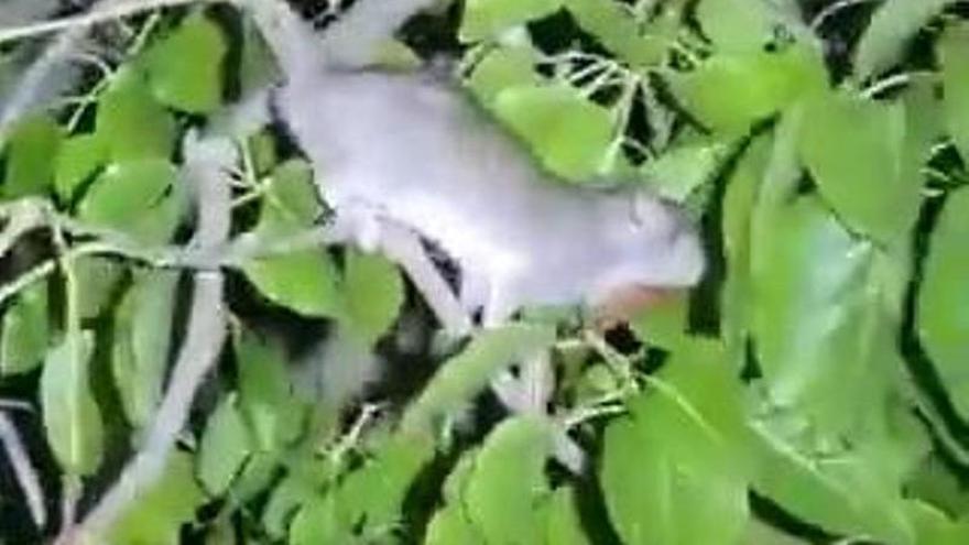 Ratas captadas en Los Rectores, en la pedanía murciana de El Palmar