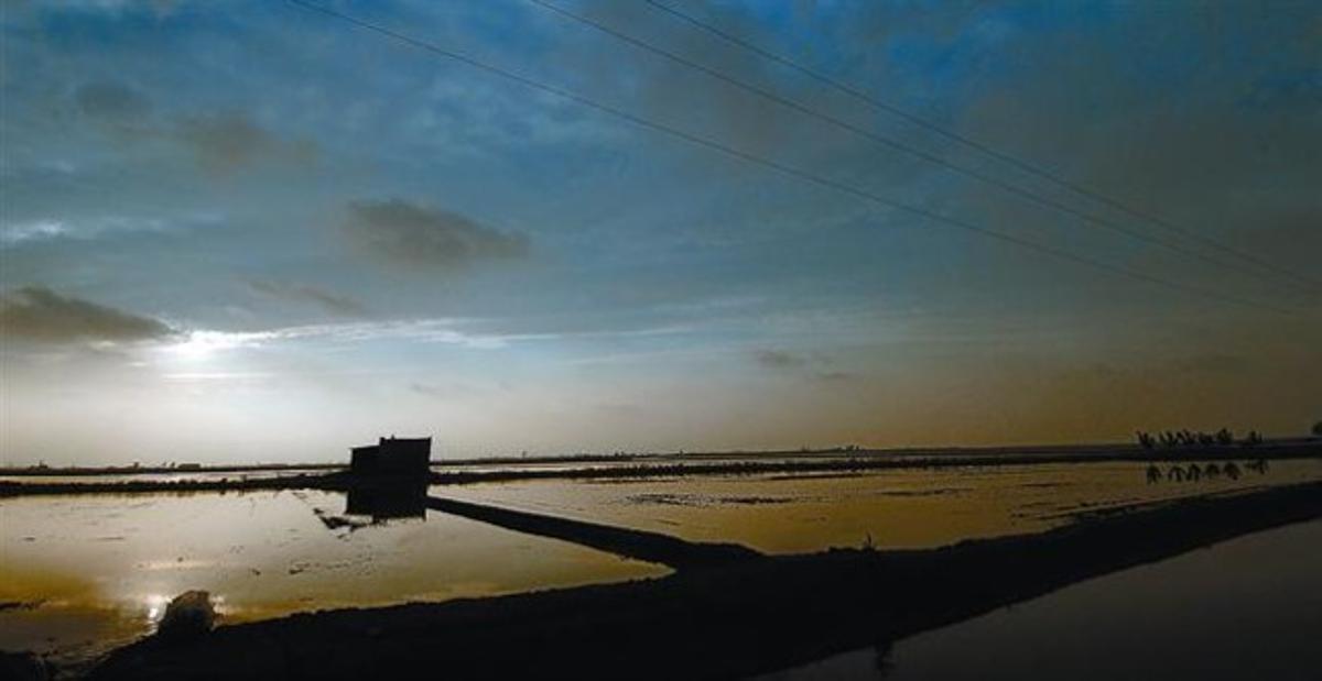 Arrossars inundats i a punt per a la sembra al delta de l’Ebre, dins de l’àrea qualificada com a Reserva de la Biosfera.