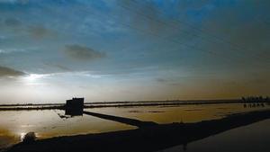 Arrozales inundados y a punto para la siembra en el delta del Ebro, dentro del área calificada como reserva de la biosfera.