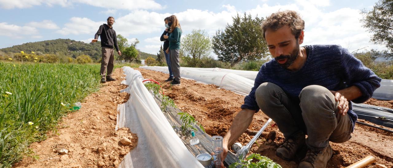 El asesor de Ecofeixes instala tensiómetros para conocer la humedad que hay en un cultivo de tomates J. A. Riera