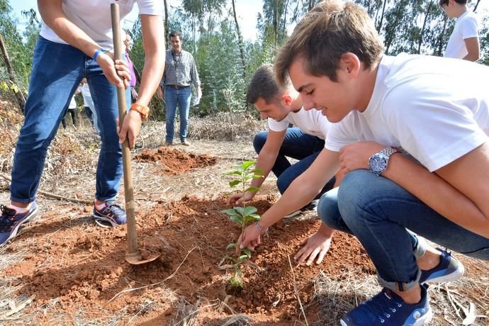 REPOBLACIÓN FORESTAL FONTANALES MOYA