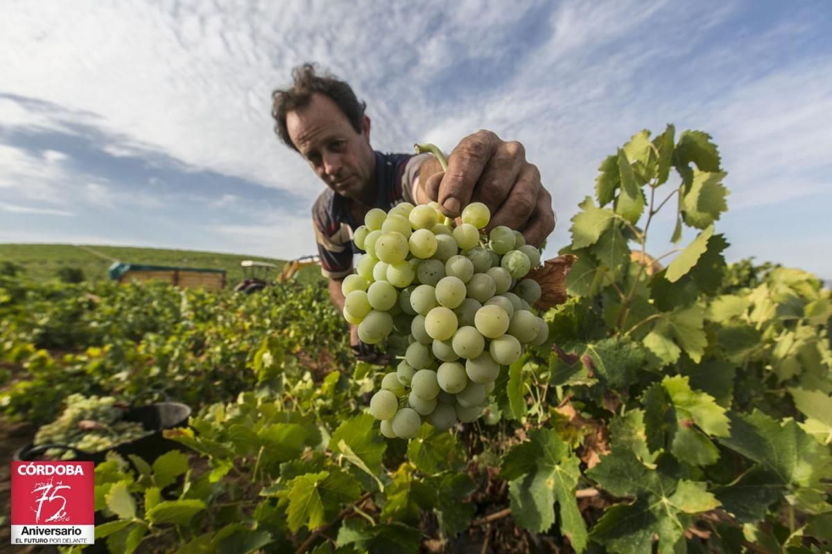 Vendimia en Montilla Moriles.