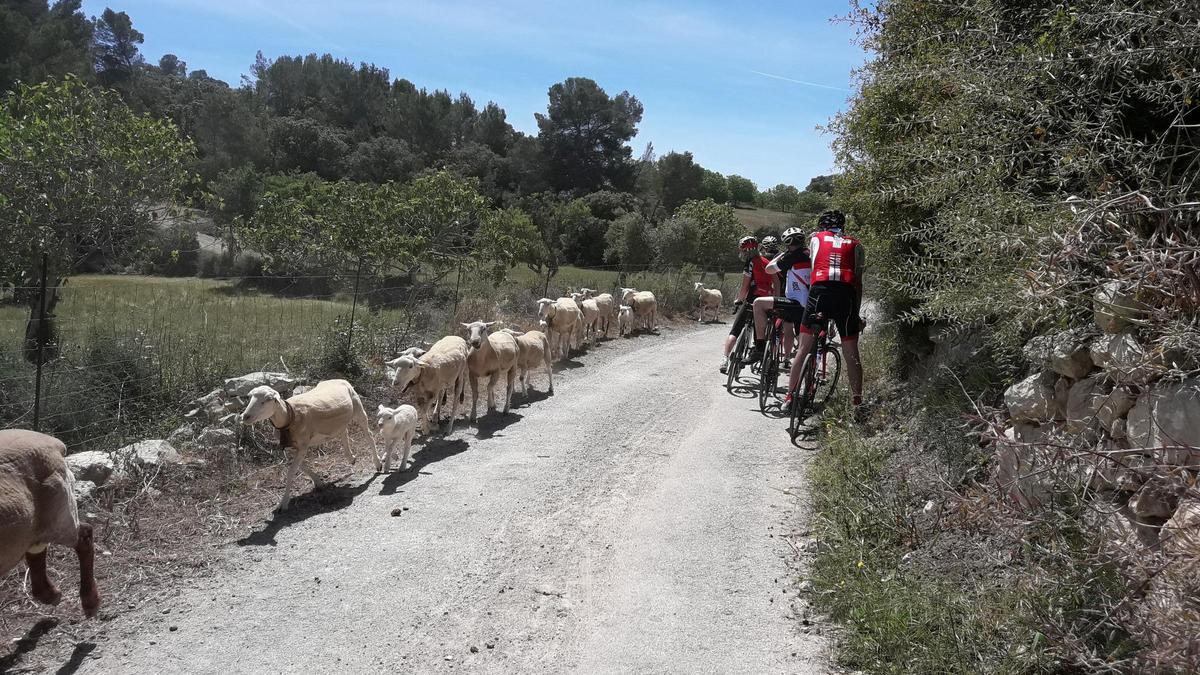Un grupo de cicloturistas observan el paso de un rebaño de ovejas en un camino de interior del municipio de Sineu.