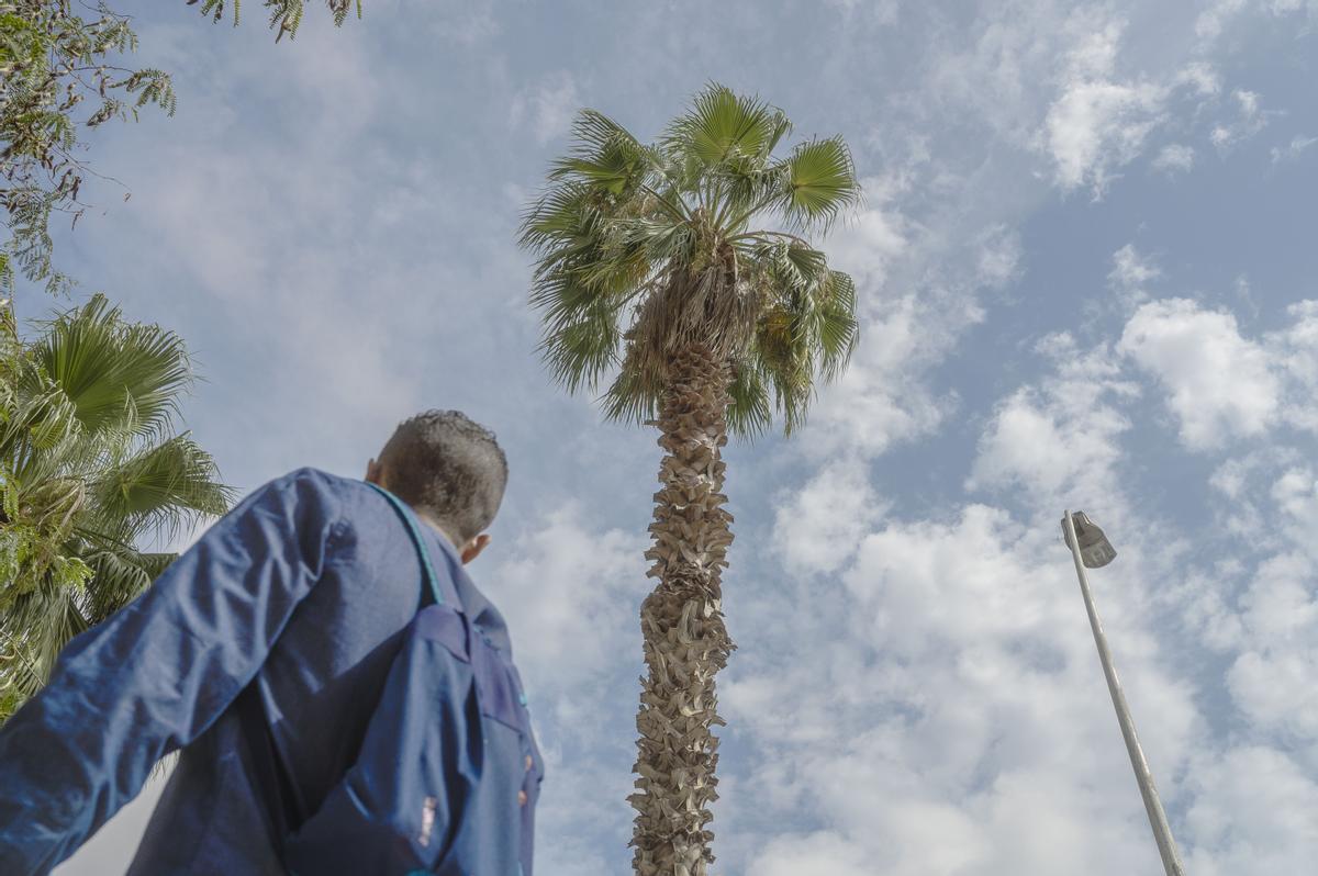 La sequera amenaça amb més caigudes d’arbres a Barcelona: «Es pot tornar a repetir»