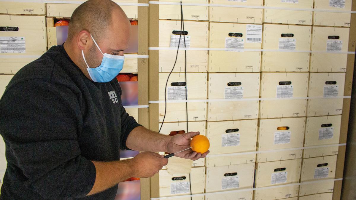 El tratamiento de frío requiere el monitoreo de la temperatura en la pulpa de la naranja como muestra la foto.