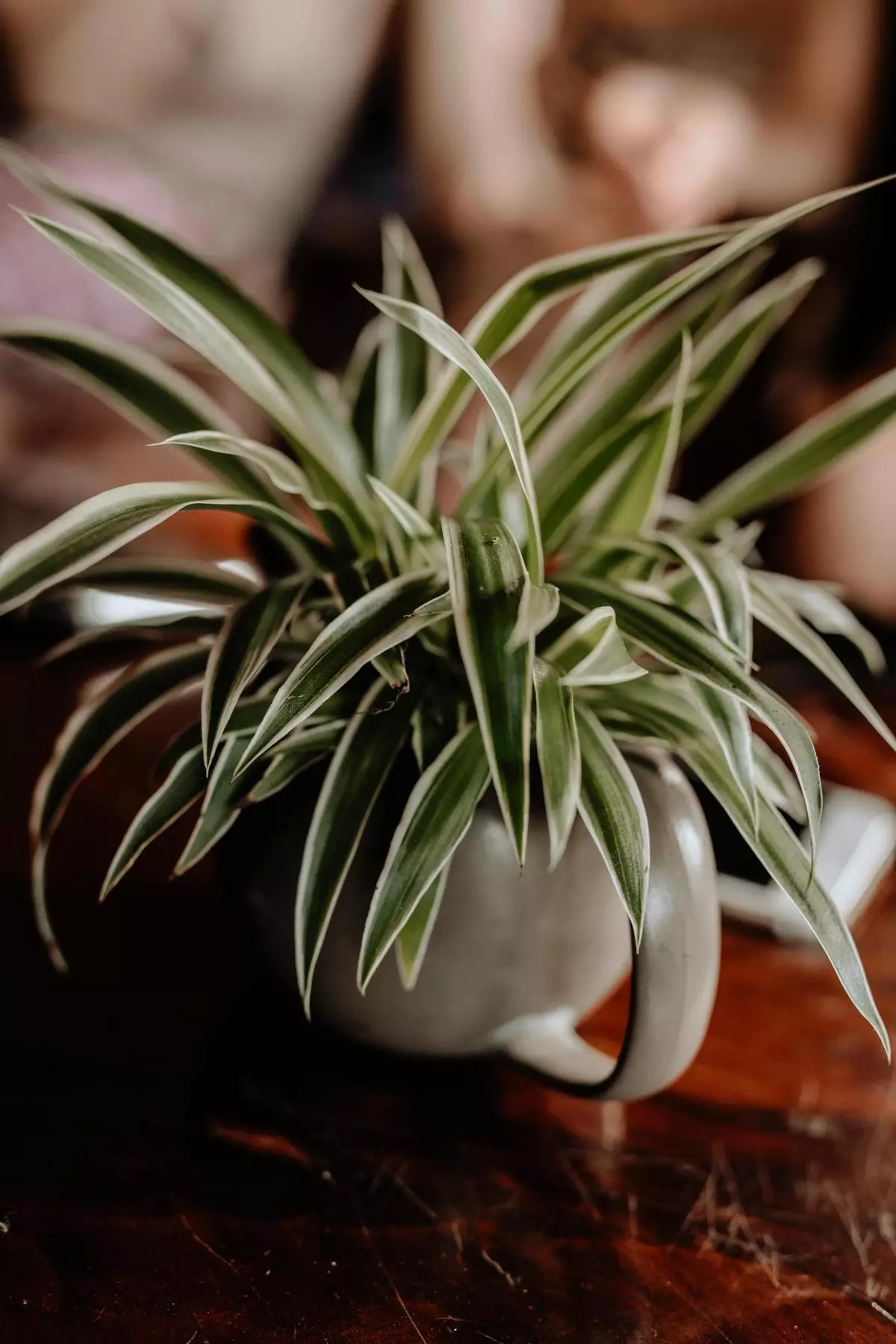 La planta colgante que purifica el aire de tu casa