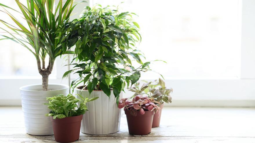  Ideas para decorar tu casa con plantas de interior.