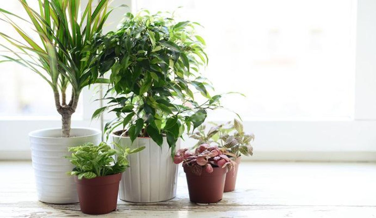Ideas para decorar con plantas