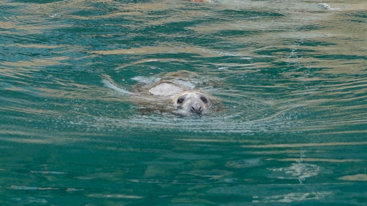 La foca gris que ha llegado a la Marina Alta pertenece a una especie extraña al Mediterráneo; procede del Atlántico Norte