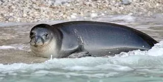 La muerte de un arponazo de la foca monje más emblemática del Mediterráneo indigna a Grecia