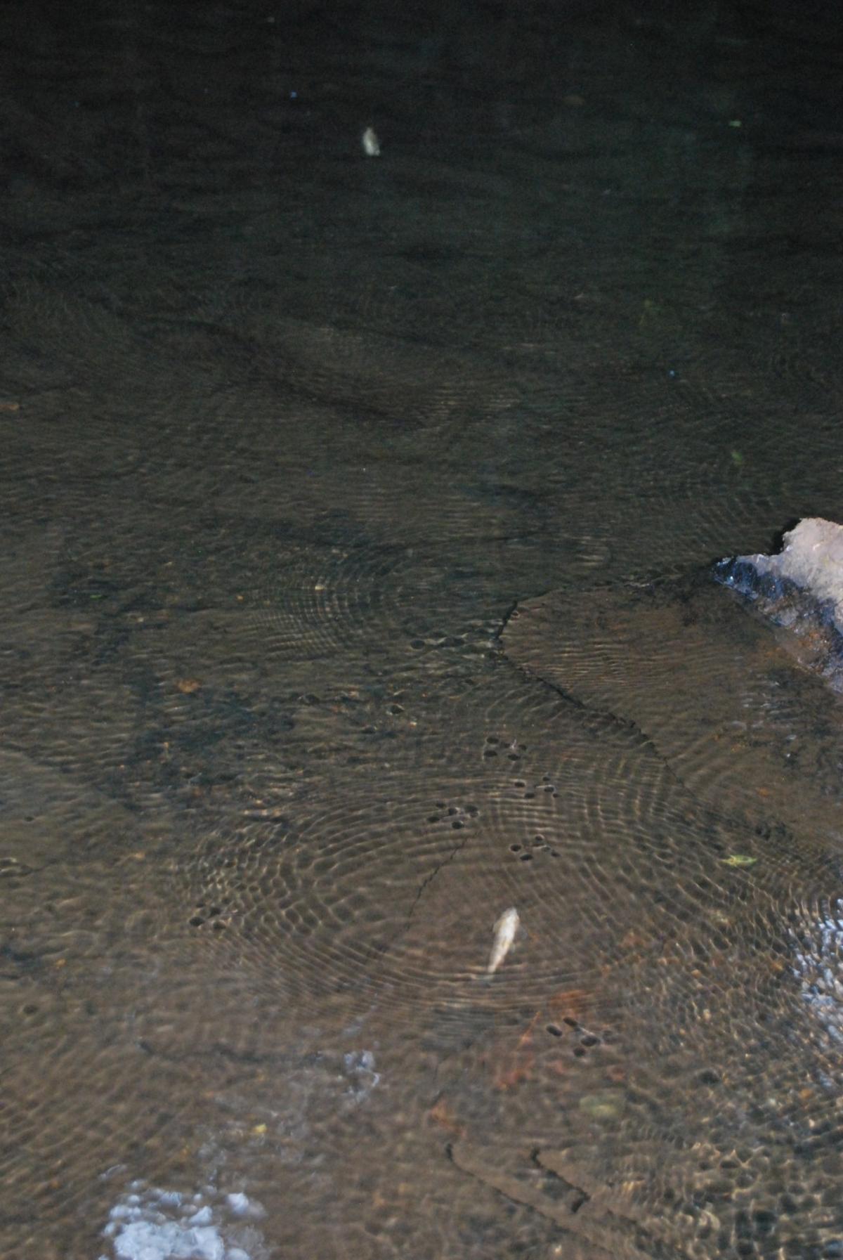Truchas muertas en diciembre de 2018, flotando en la desembocadura del río Lañas en el Ulla, por las filtraciones de la antigua mina de cobre.