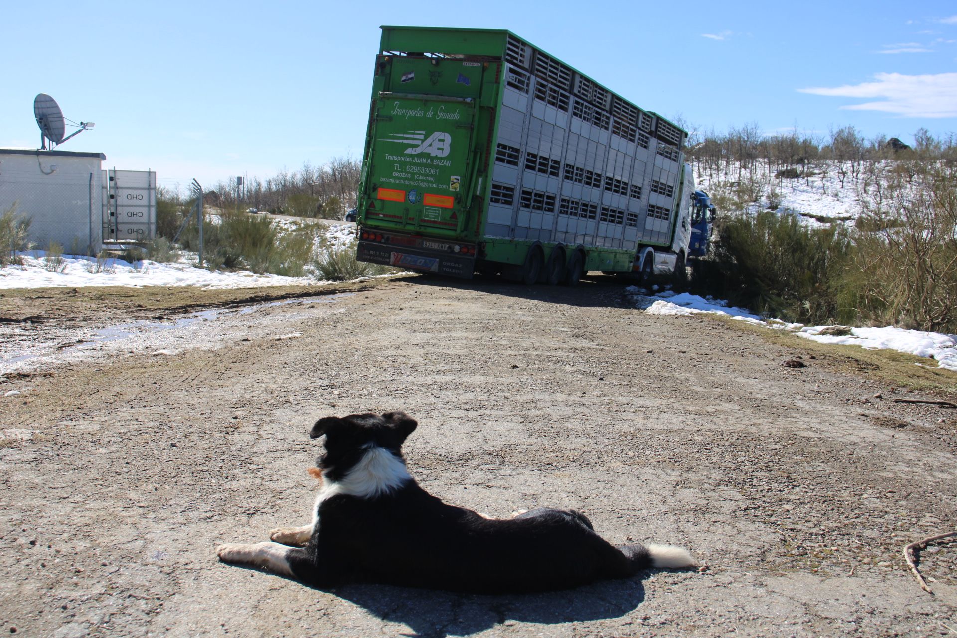 GALERÍA | El lobo cierra una ganadería en el Lago de Sanabria