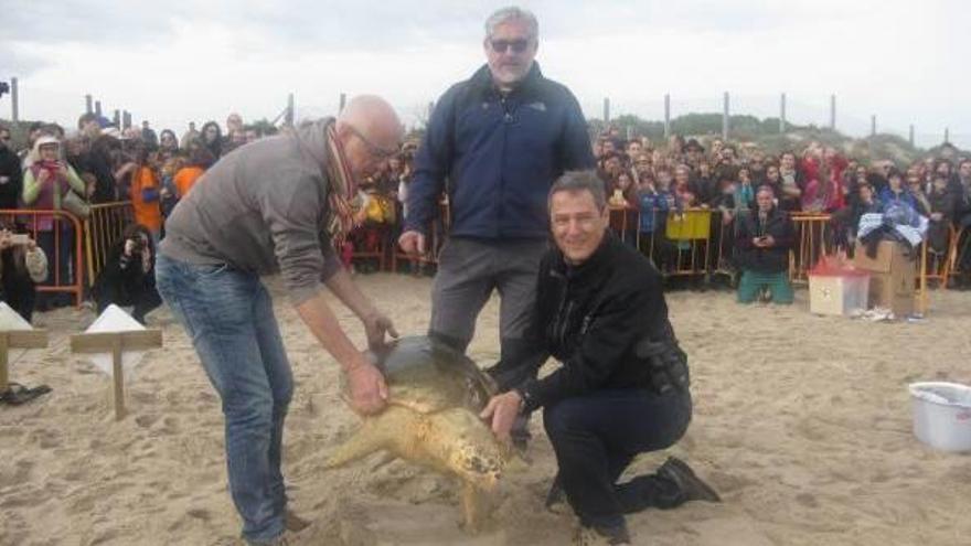 El Centro de Recuperación de  El Saler cifra en medio millar las  tortugas salvadas