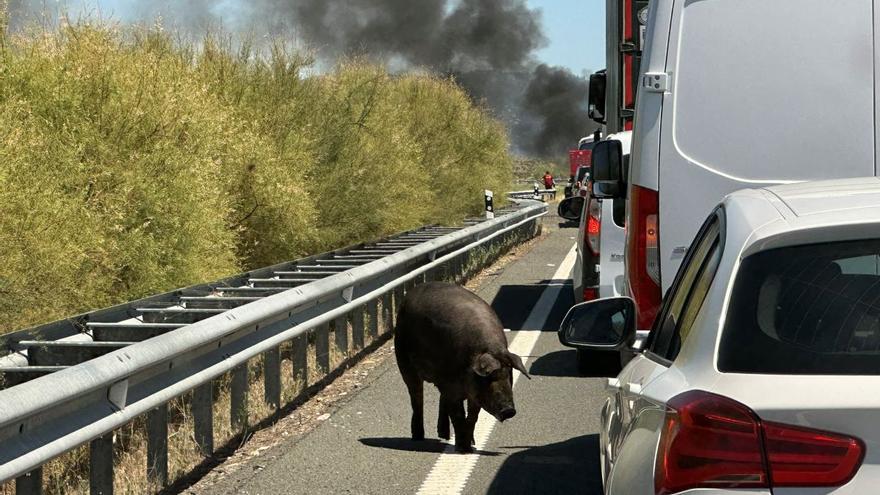 Los cerdos de un camión incendiado se escapan y merodean por la A-66