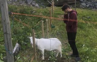 Un pastor desaparecido y cabras en la ducha: la experiencia de dos españoles en una granja de Noruega