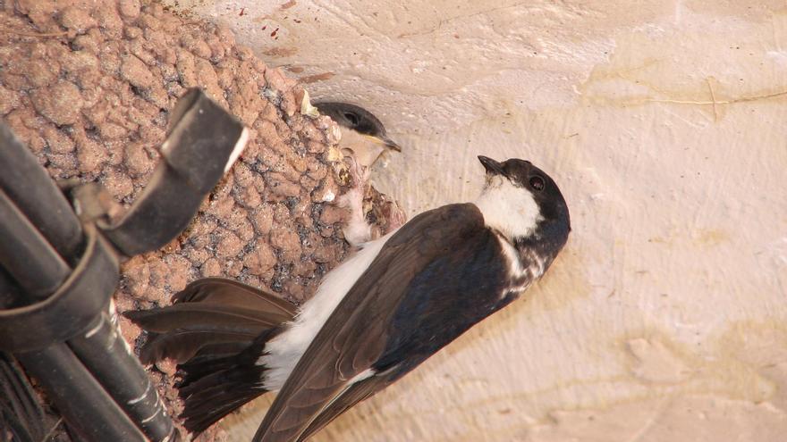 El ave se denomina avión común (Delichon urbicum) nombre científico que significa su tendencia de construir sus nidos de barro