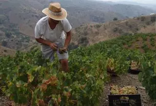 El vino de Málaga busca recuperar su  nivel de ventas y prevé una leve mejora de cosecha