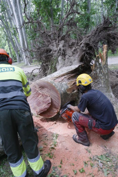 Cau un plàtan de 62 metres al parc de la Devesa