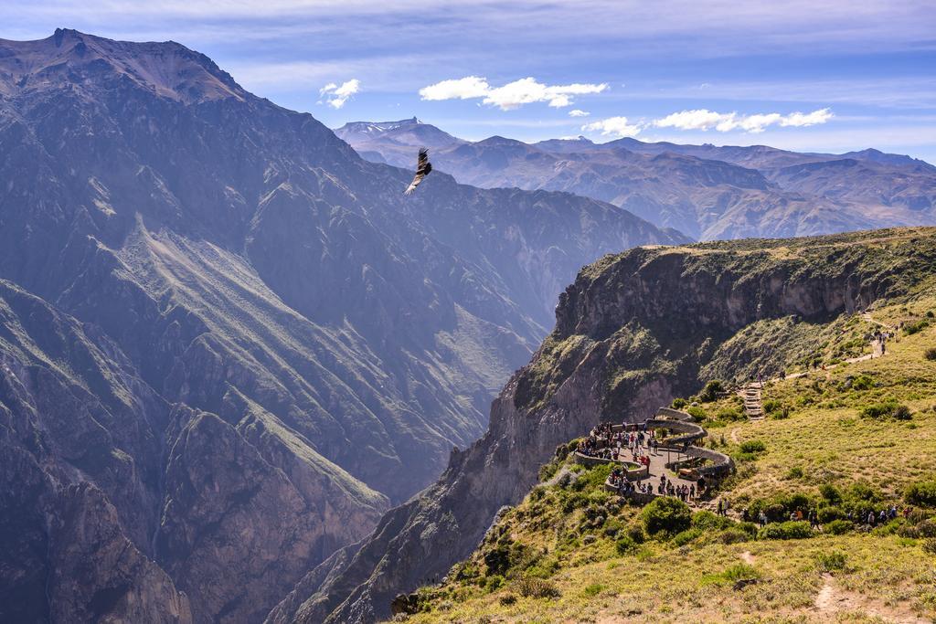 Un condor sobrevolando el cañón del Colca