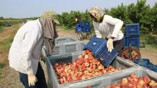 Arranca la cosecha de fruta de hueso en el Baix Segre en una campaña que se prevé normal y con frutos de mucha calidad