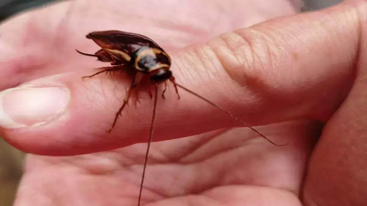 Se encuentra cucarachas en la comida en un restaurante en Canarias