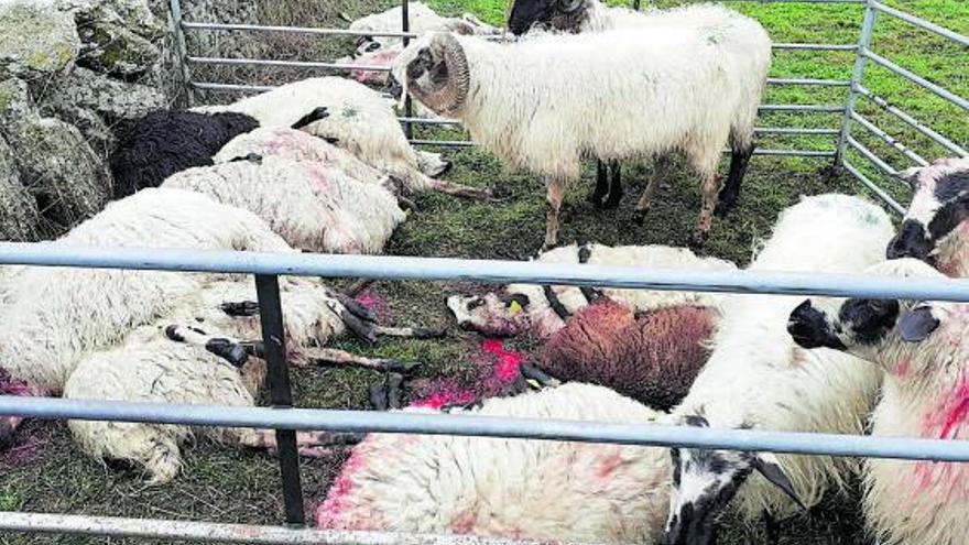 COAG pide la “extracción” de lobos ante la sucesión de ataques al ganado en Sayago