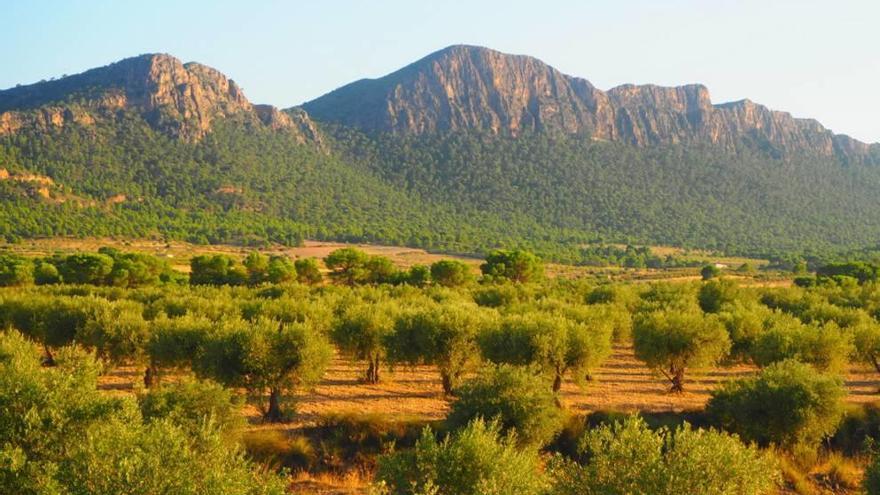 El oro líquido de Jumilla