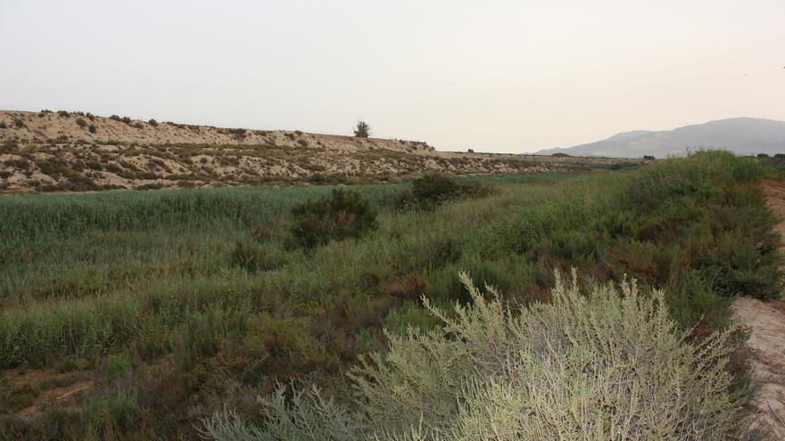 Los Saladares del Guadalentín reciben protección integral con un decreto y 2,34 millones de euros