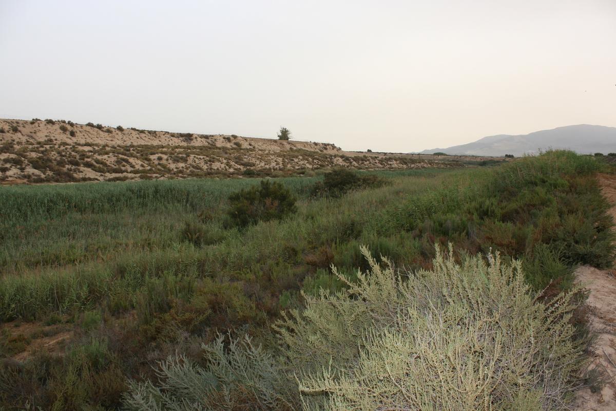 Espacio natural protegido de los Saladares del Guadalentín.