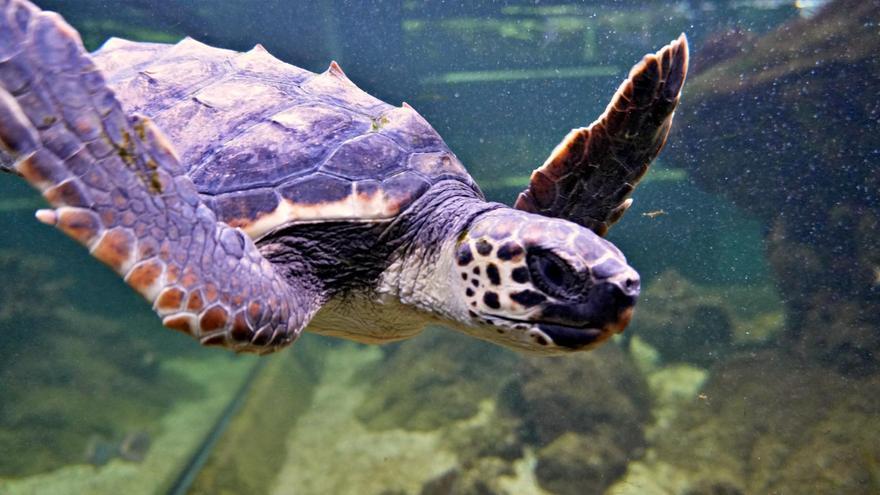 ¿Sabes por qué niños de Santa Pola bautizan como Quelone a la última tortuga del Aquarium?