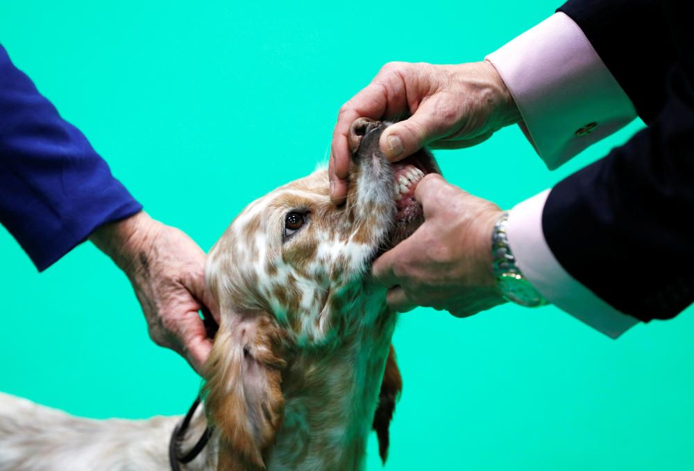 Crufts Dog Show, l'exhibició de gossos més gran d'Anglaterra