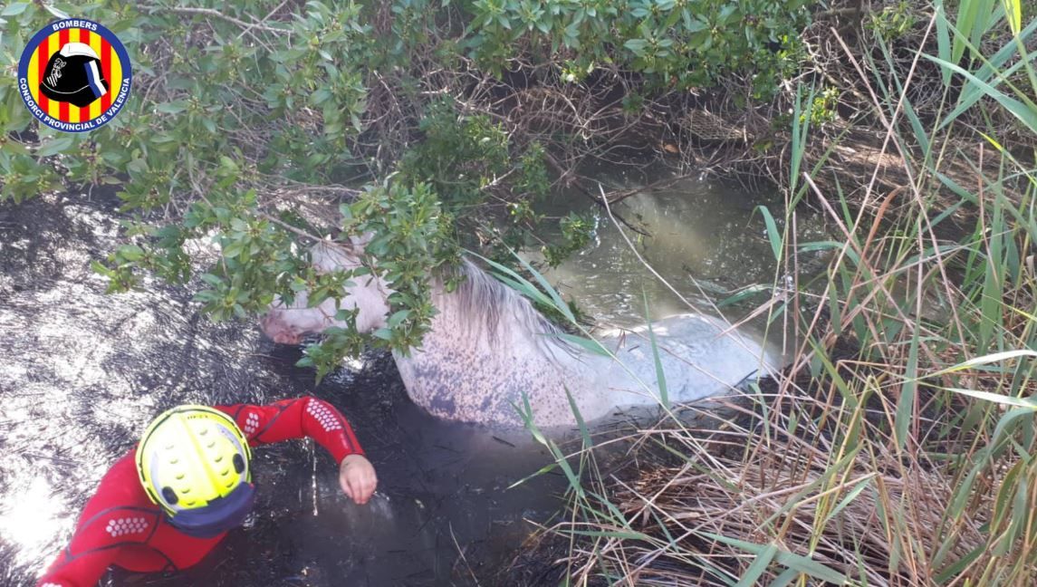 Rescatan a un caballo atrapado en la marjal de l'Almardà