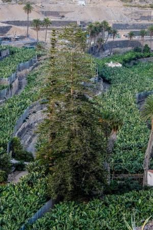 Árboles emblemáticos de Las Palmas de Gran Canaria