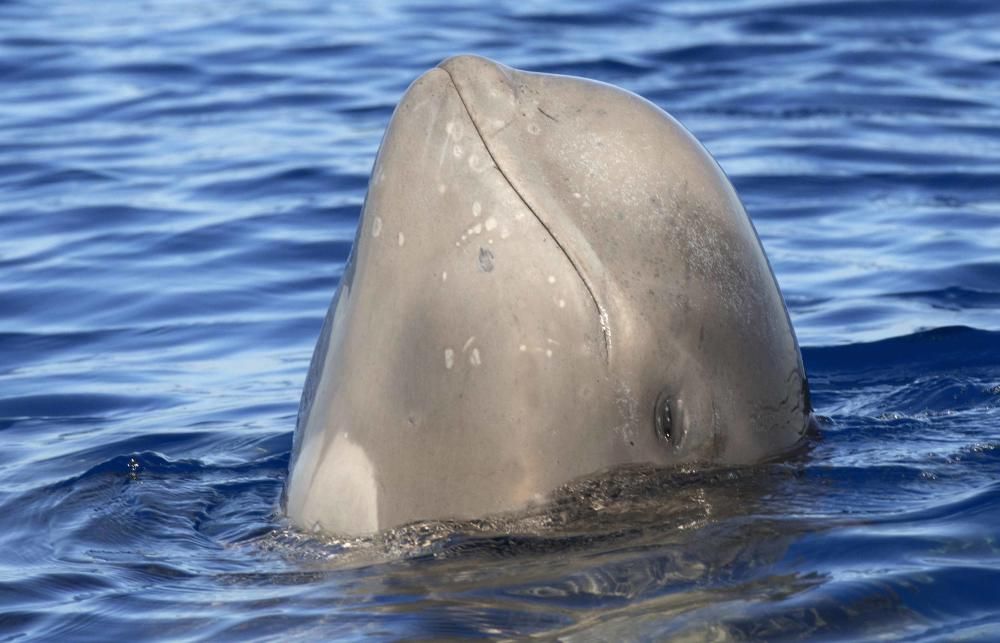 Patricia Conde nada en Tenerife entre ballenas