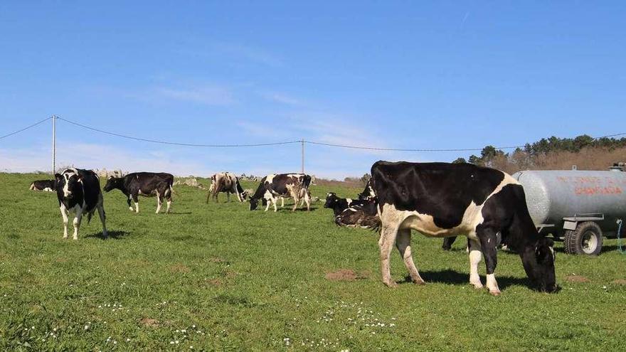 Vacas pastando en una granja de Rodeiro. // Bernabé / Gutier