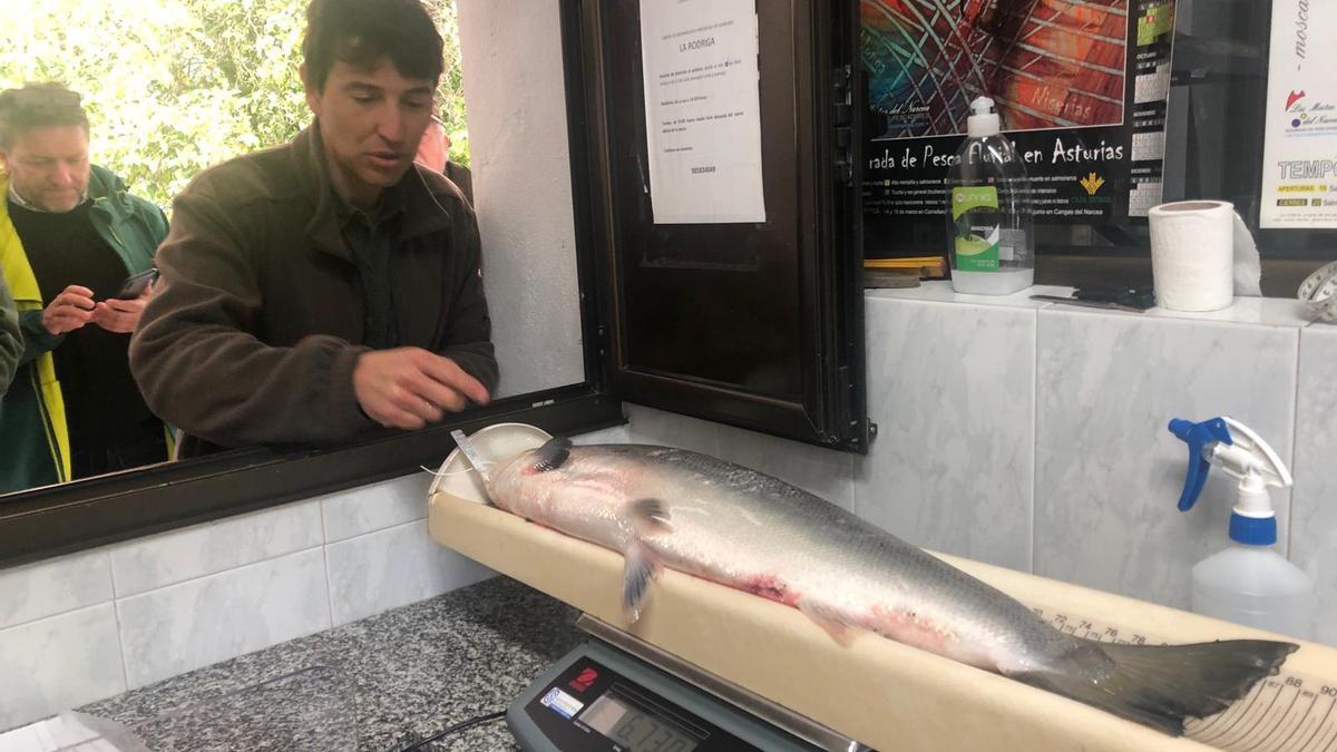 Sale en Campanu 2022: el primer salmón de la temporada se pesca en el Narcea y pesa 6,7 kilos
