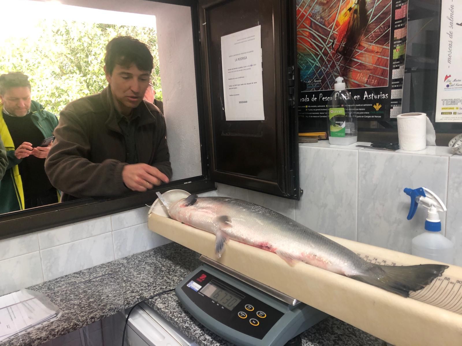 Sale en Campanu 2022: el primer salmón de la temporada se pesca en el Narcea y pesa 6,7 kilos