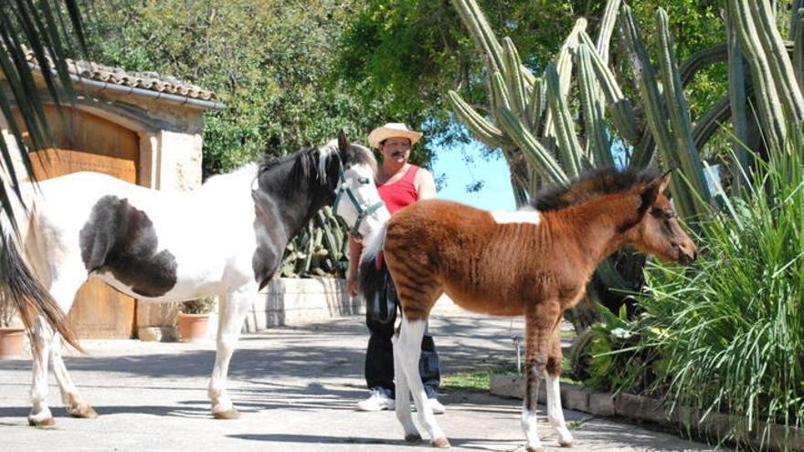 Gestatten: Zebroid &quot;Franquesa&quot;