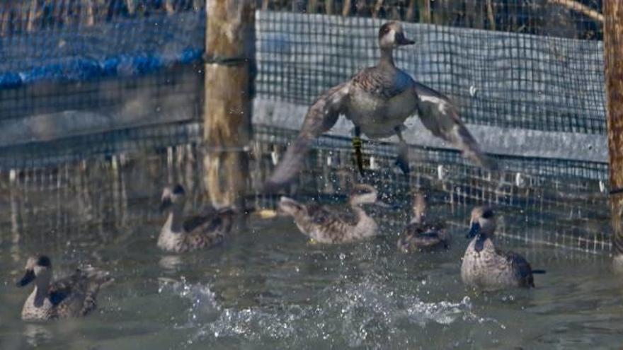 Más protección para El Hondo ante el peligro de extinción de la cerceta pardilla