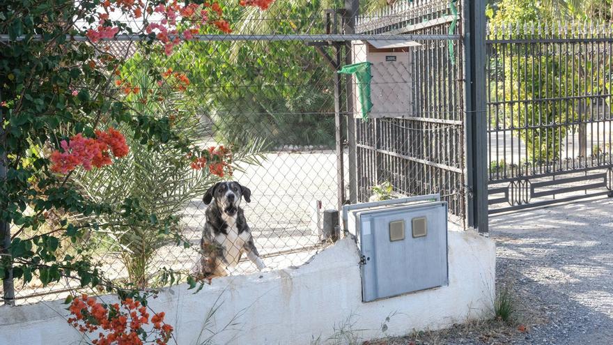 Heridos dos hombres por el ataque de unos perros en Crevillent