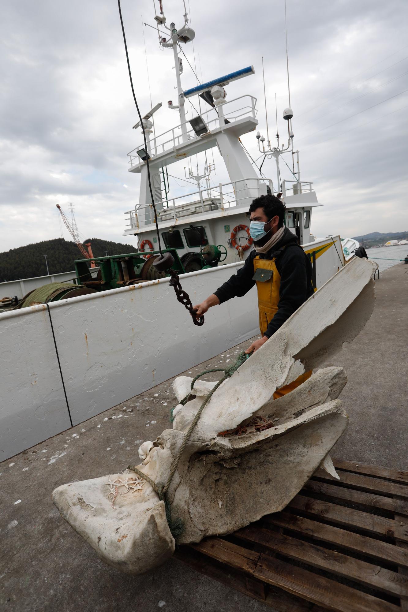 Hallazgo entre las redes: "pescan" restos de una ballena a 20 millas de Avilés