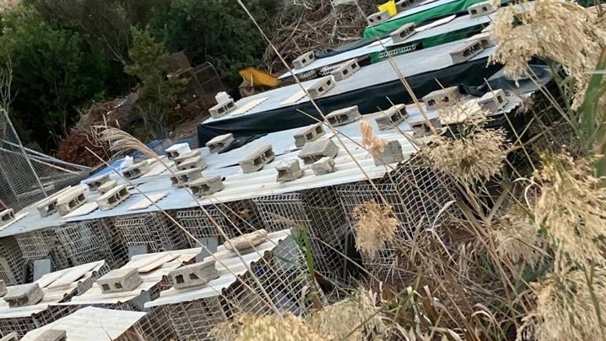 Inspección en una finca agrícola de ses Feixes: la Guardia Civil halla 142 gallos de pelea con mutilaciones en Ibiza
