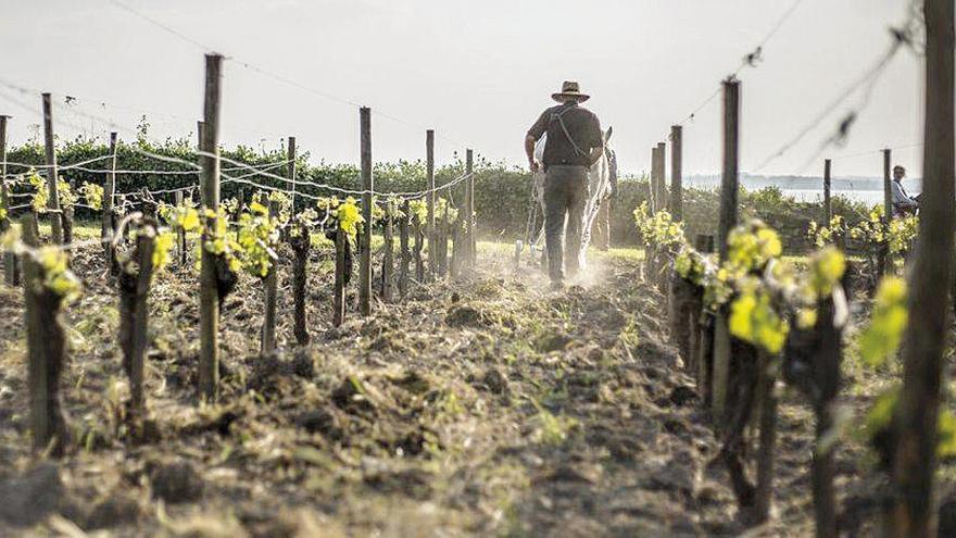 Del Douro al Rin: los paisajes del vino que ya son Patrimonio de la Unesco