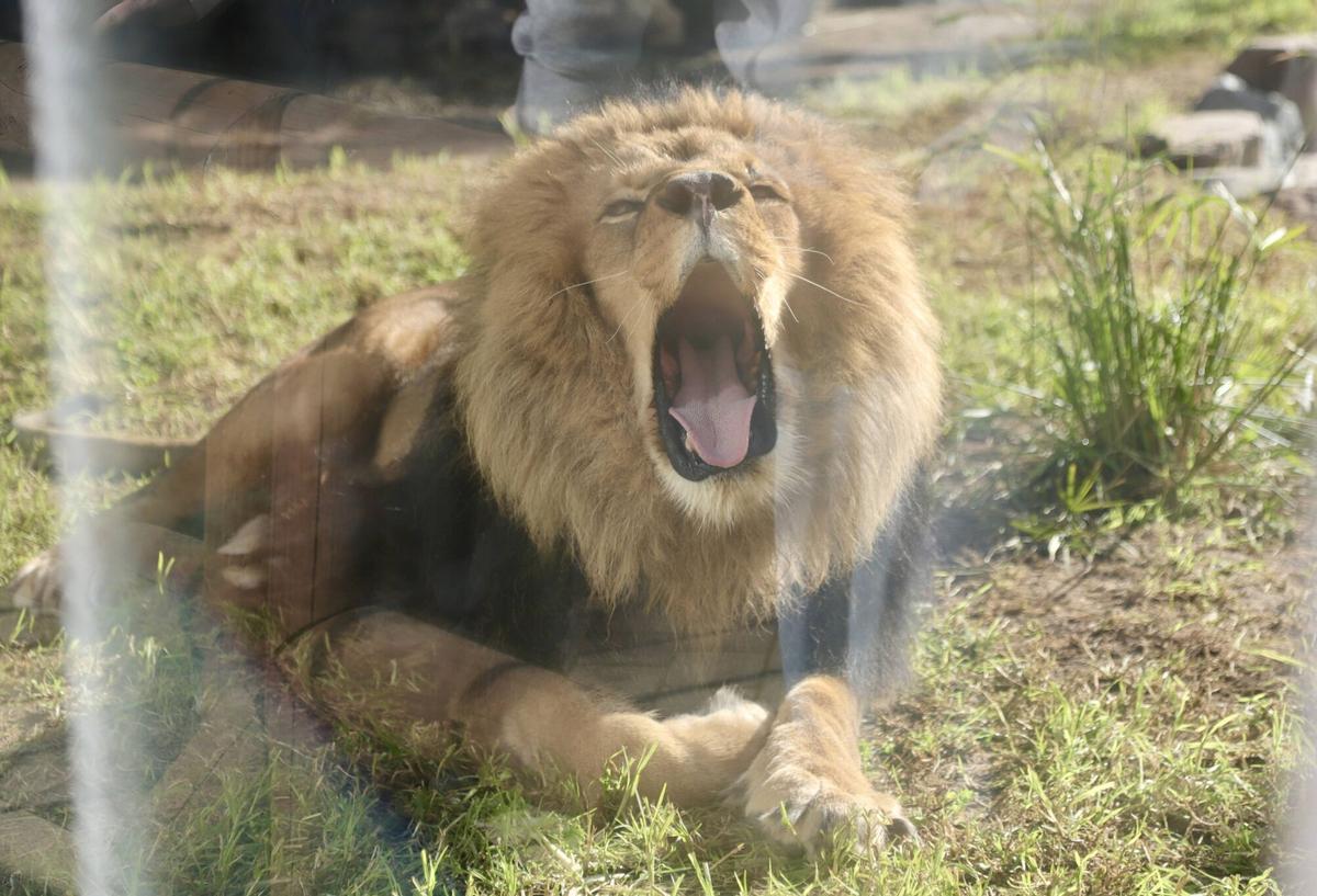 El teniente de alcalde delegado de Sostenibilidad y Medio Ambiente, Daniel García-Ibarrola, presenta la nueva pareja de leones llegada al Centro de Conservación Zoo de Córdoba. En el Centro de Conservación Zoo de Córdoba.