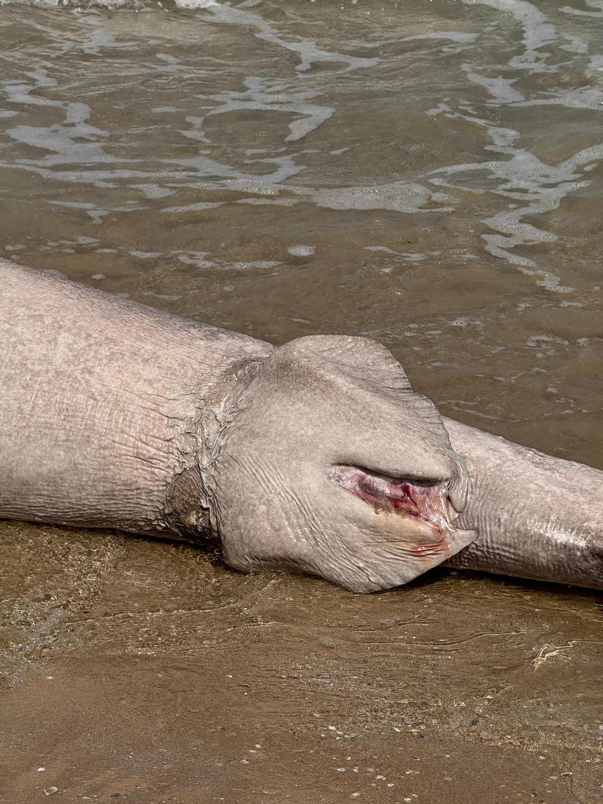 Marca que le ha dejado la cuerda al cadáver del tiburón varado en Arenales del Sol