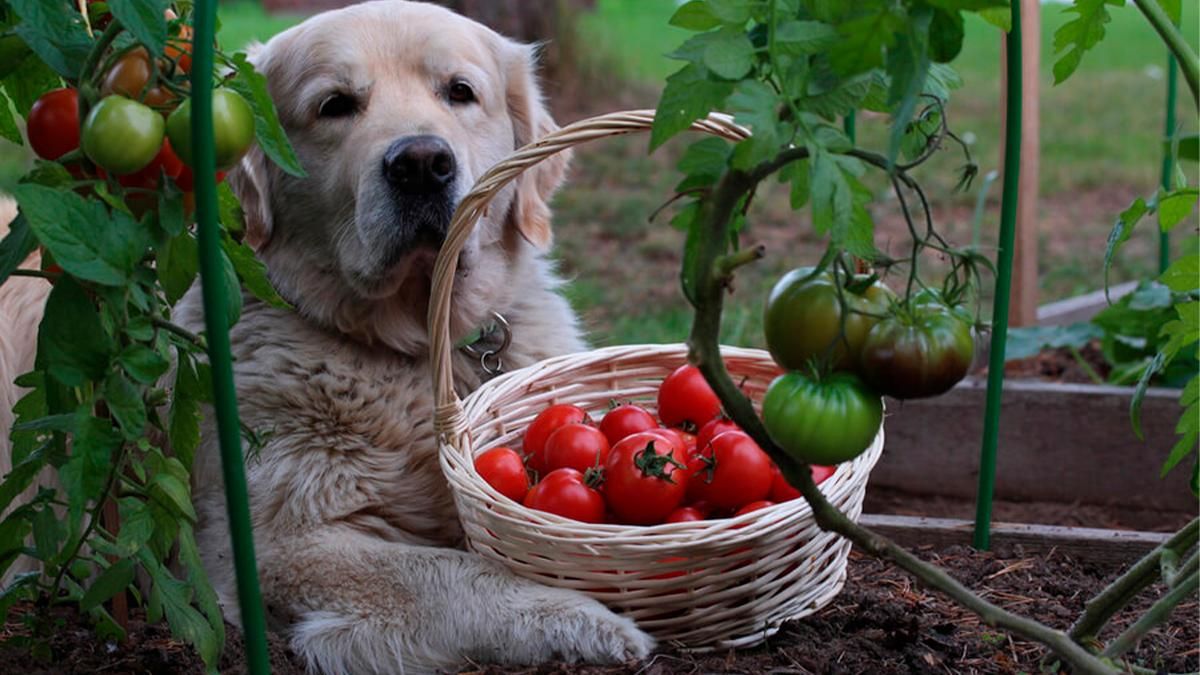 ¿Puede comer tomate los perros o es malo para ellos?
