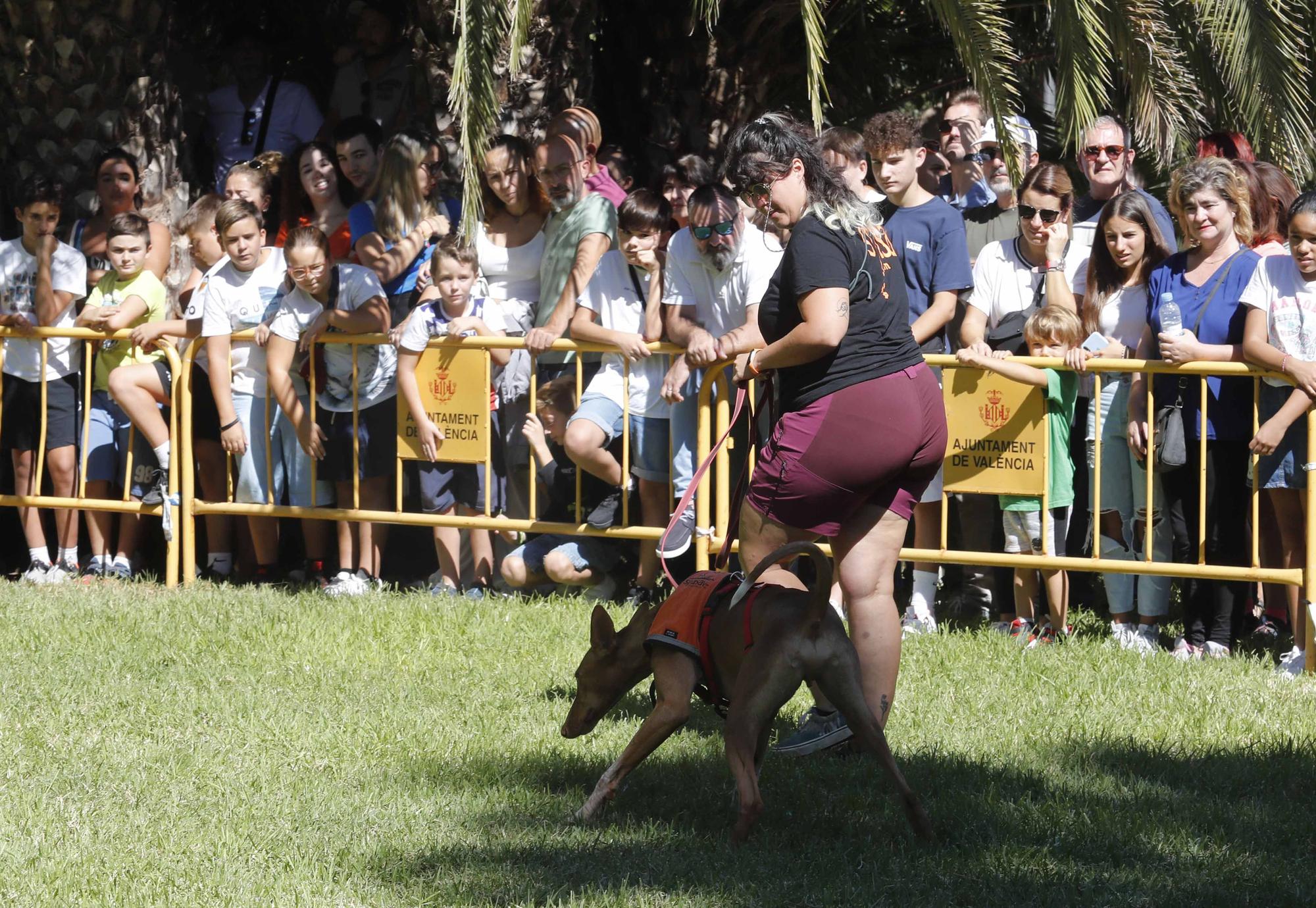 La Feria Animalista de València, en imágenes