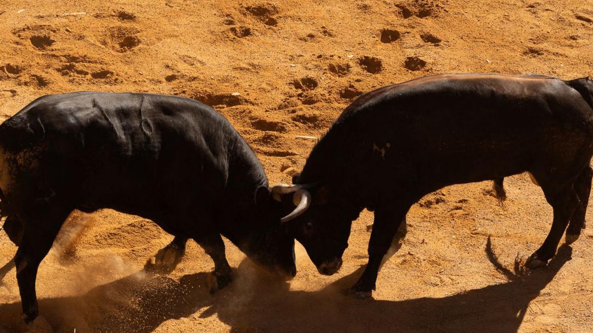 Los toros forcejeando en la arena. | J. L. F.