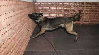 Entrenamiento de los perros del Grupo de Guías Caninos de la Policía Local de Las Palmas de Gran Canaria